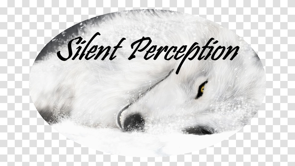 4k Wallpaper White Wolf White Wolf, Mammal, Animal, White Dog, Pet Transparent Png