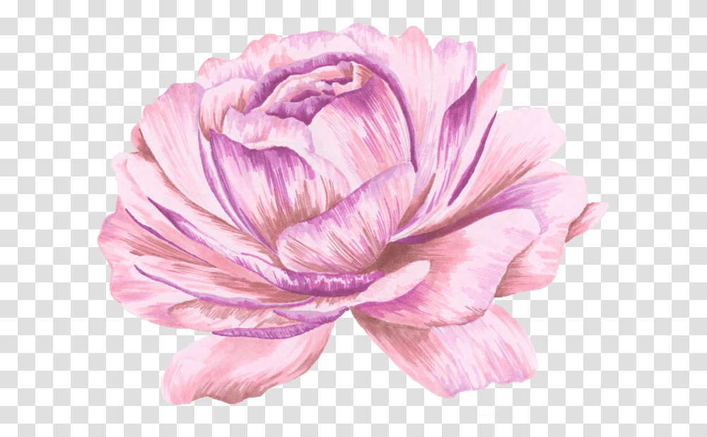 Pink Watercolor, Plant, Flower, Blossom, Petal Transparent Png