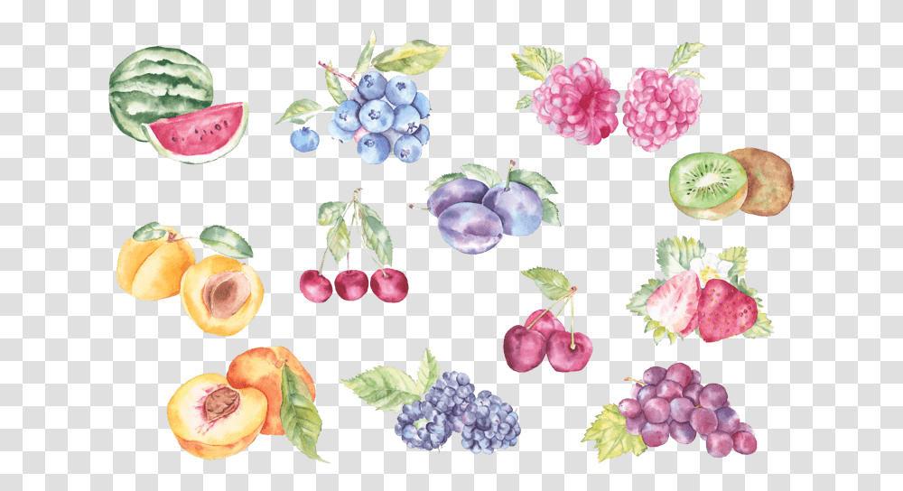 5d Fruit In Watercolor, Plant, Food, Blueberry Transparent Png