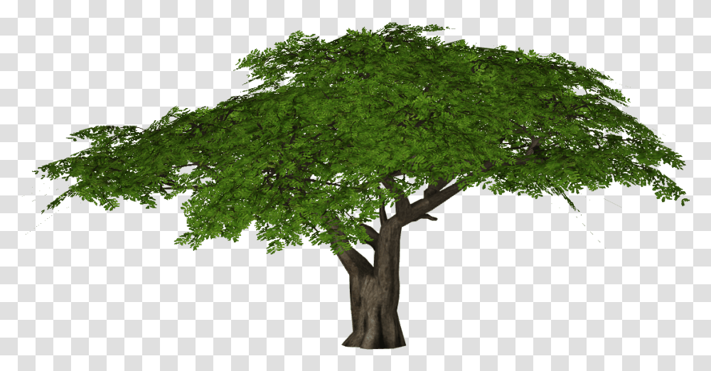 6 Image Oak, Tree, Plant, Tree Trunk, Leaf Transparent Png