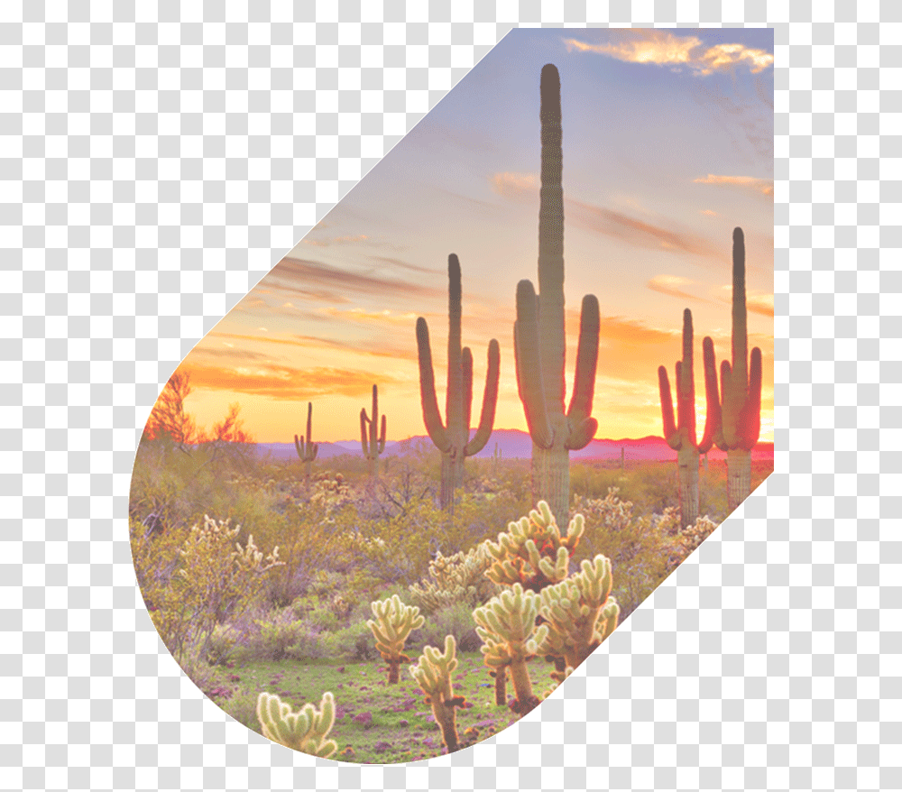 626 4711 Our Agents Are Available 247 Desert Beautiful Phoenix Arizona, Plant, Cactus Transparent Png