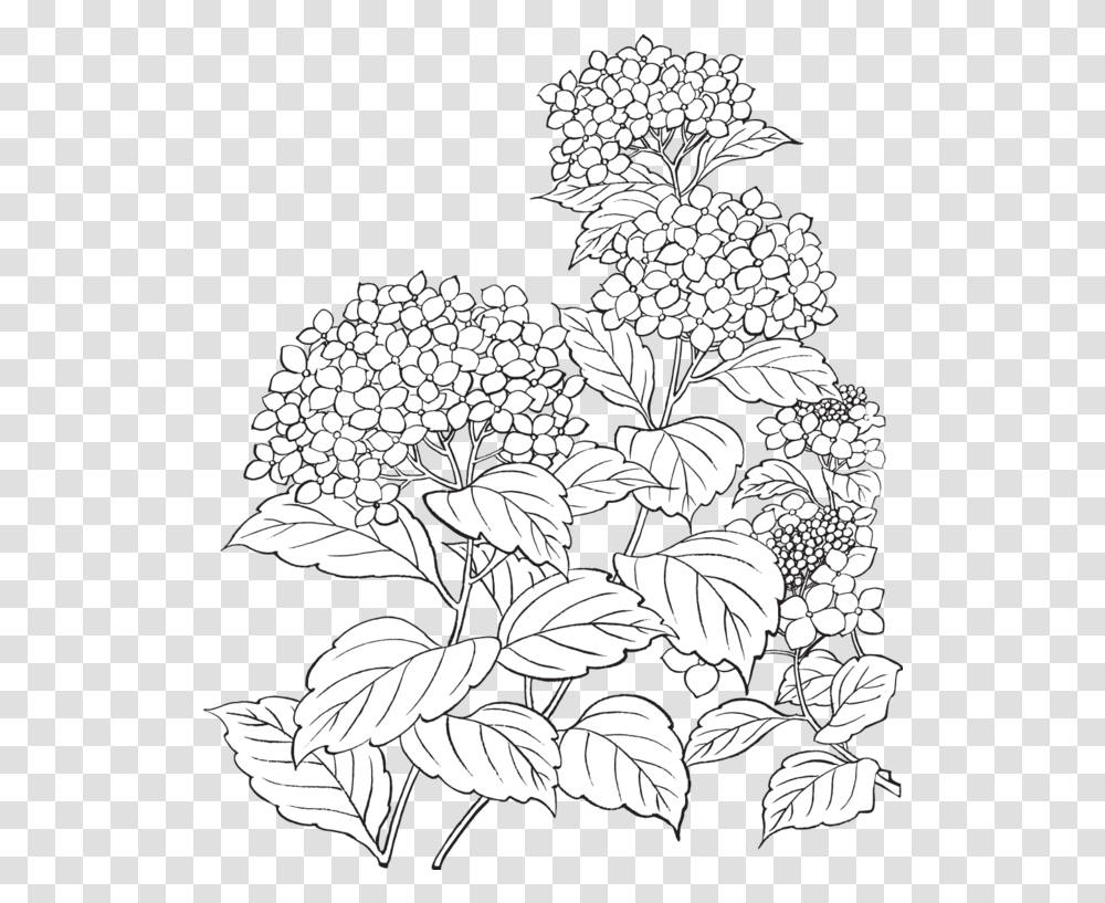 658756 Flower Line Drawings, Stencil, Lace, Plant, Art Transparent Png