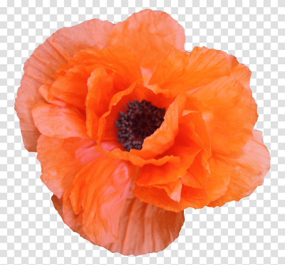 6990 Kbyte V53 Poppies In The Picture Orange Flowrrs Aesthetic, Rose, Flower, Plant, Blossom Transparent Png