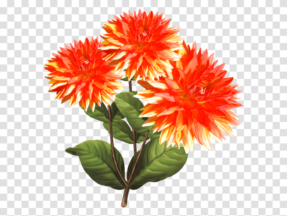 8 Portable Network Graphics, Plant, Dahlia, Flower, Blossom Transparent Png