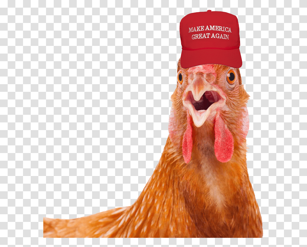 840x768 Rooster With Maga Hat, Chicken, Poultry, Fowl, Bird Transparent Png