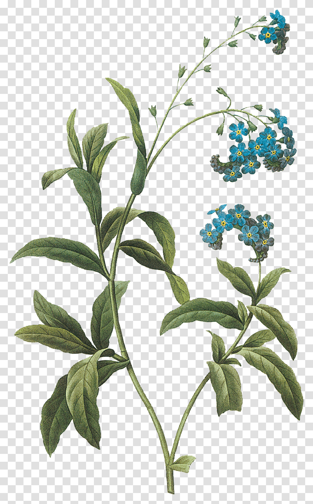 84f37 C074c808 Orig Flowers Joseph Pierre Redoute, Plant, Leaf, Rug, Pattern Transparent Png