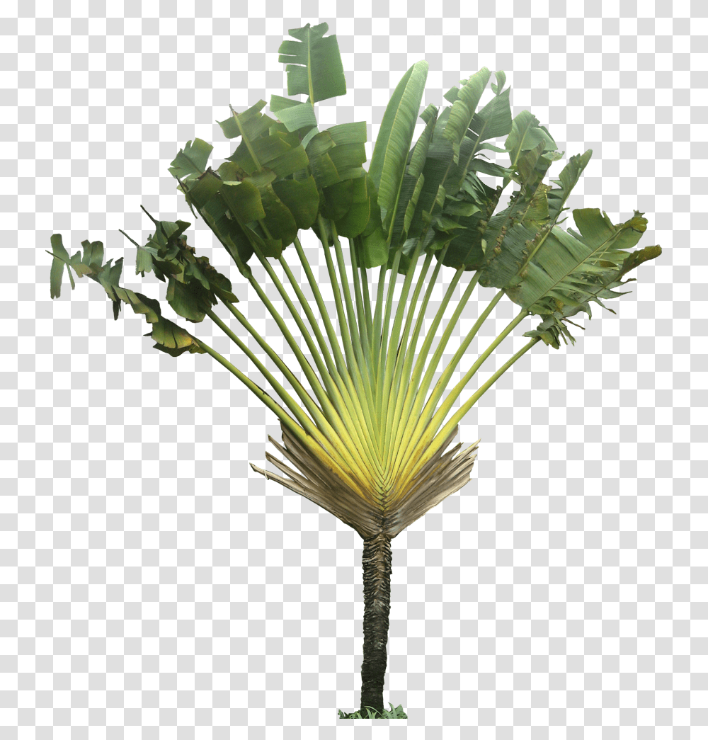 883993 Plants Plant Images Trees To Ravenala Madagascariensis, Palm Tree, Arecaceae, Green, Flower Transparent Png