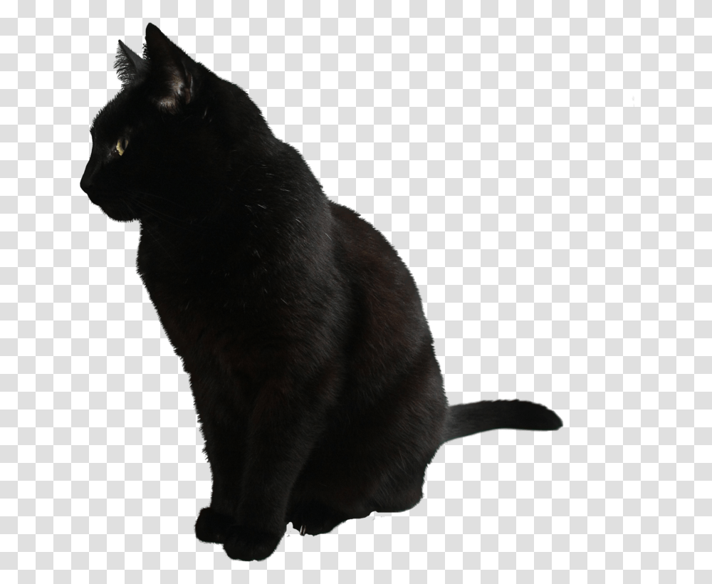 90 Black Cat, Pet, Mammal, Animal, Manx Transparent Png