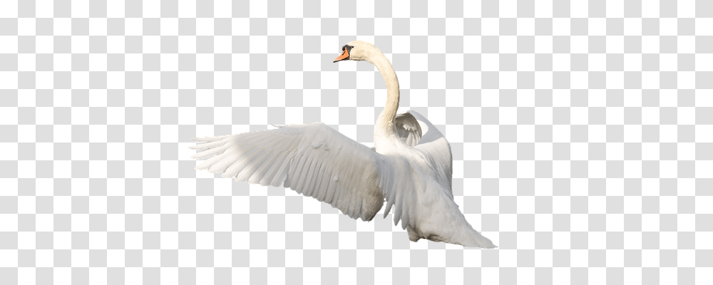 Nature, Bird, Animal, Swan Transparent Png