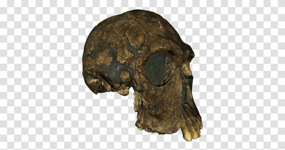 A 3d Textured Model Of The 1813 Er Skull Turkana People Skull, Soil, Turtle, Reptile, Sea Life Transparent Png