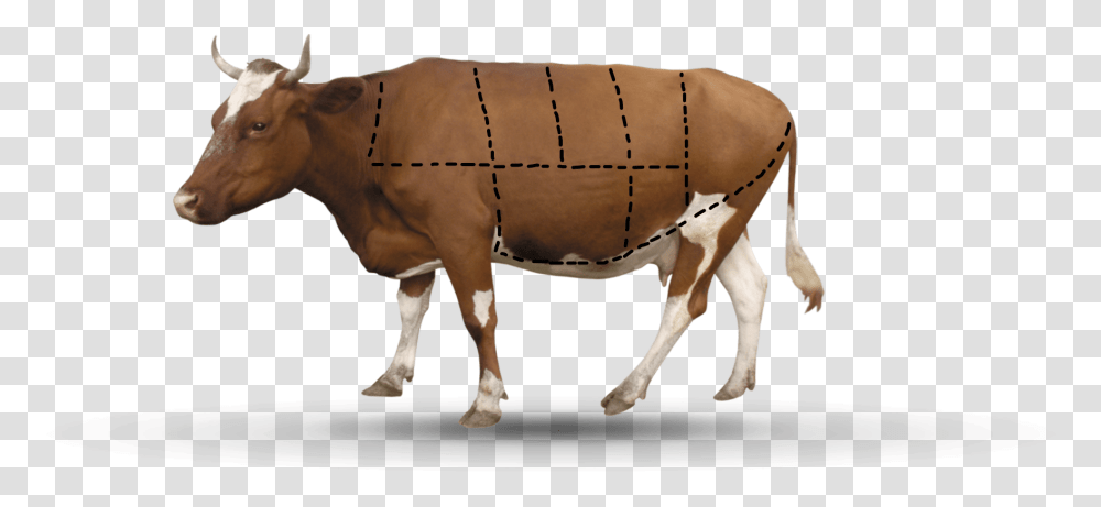 A A Cow Has 7 Parts Background Cattle, Mammal, Animal, Bull, Dairy Cow Transparent Png
