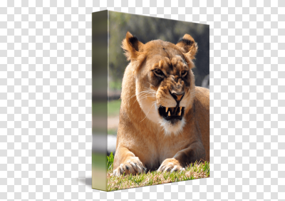 A Angery Lioness By J Deveres Masai Lion, Wildlife, Mammal, Animal Transparent Png