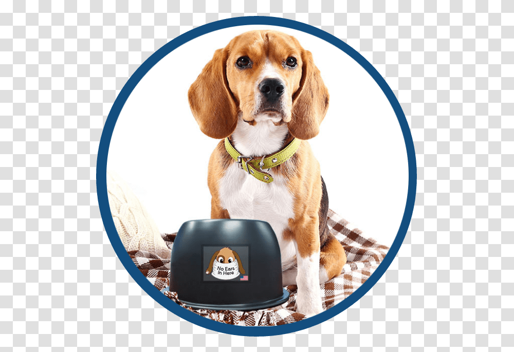 A Beagle With The No Ears In Here Bowl Dog, Pet, Canine, Animal, Mammal Transparent Png