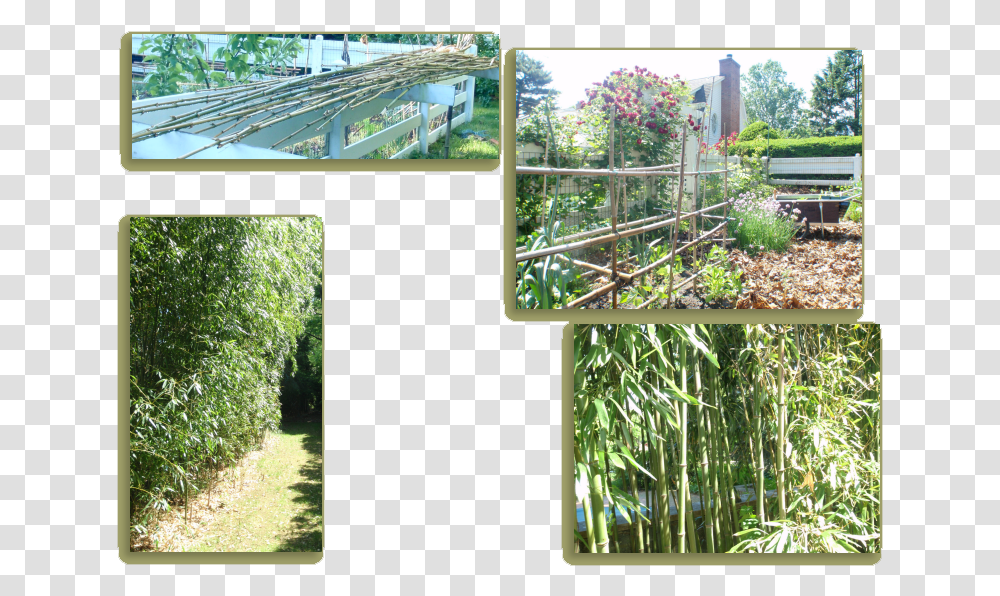 A Beautiful Bamboo Screen At The Edge Of The Garden Tree, Plant, Outdoors, Vegetation, Arbour Transparent Png
