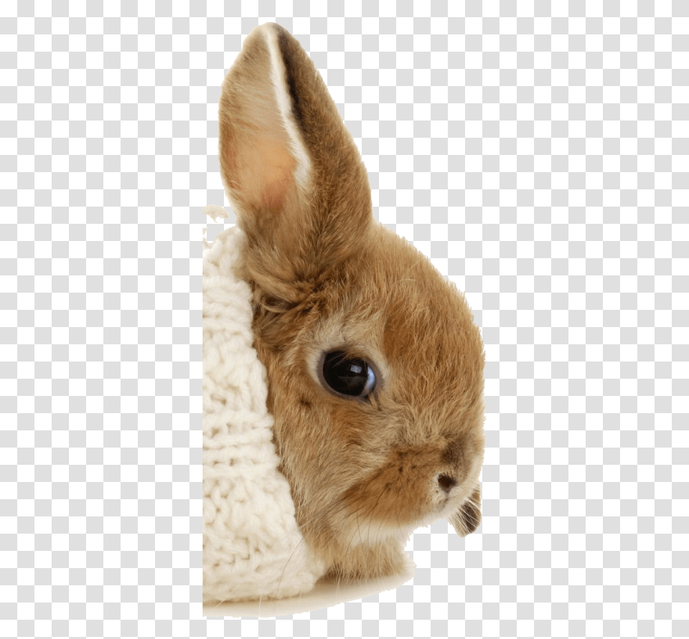A Bunny Burrito, Rodent, Mammal, Animal, Rabbit Transparent Png