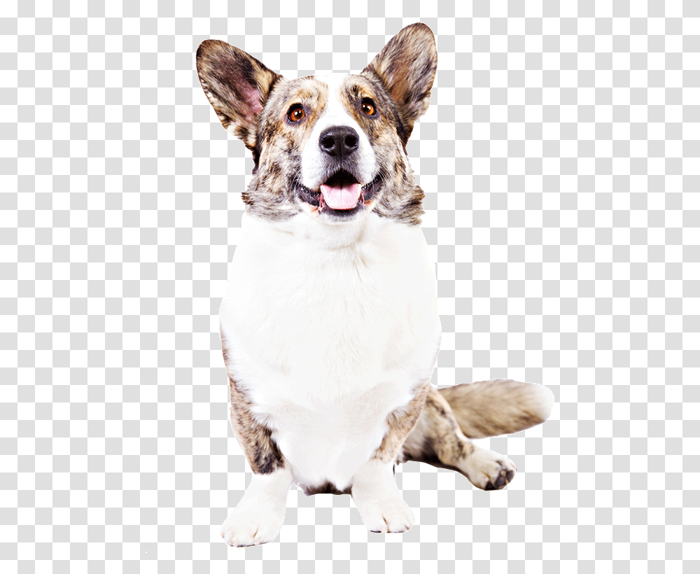 A Cardigan Welsh Corgi Cardigan Welsh Corgi, Dog, Pet, Canine, Animal Transparent Png