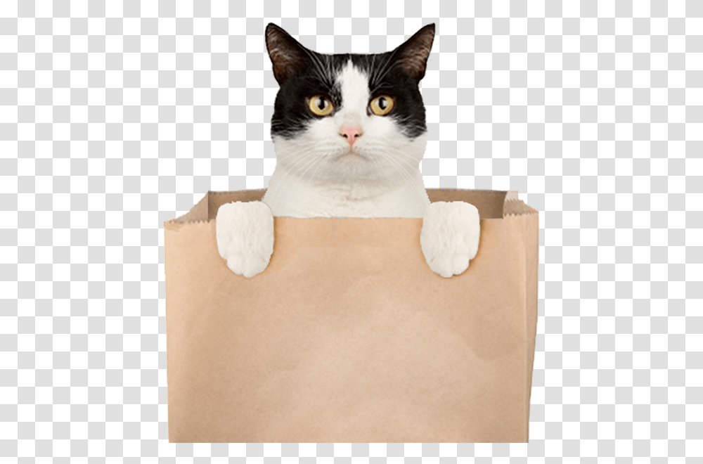 A Cat Popping Out Of A Bag Arco Cat Out Of The Bag, Pet, Animal, Mammal, Box Transparent Png