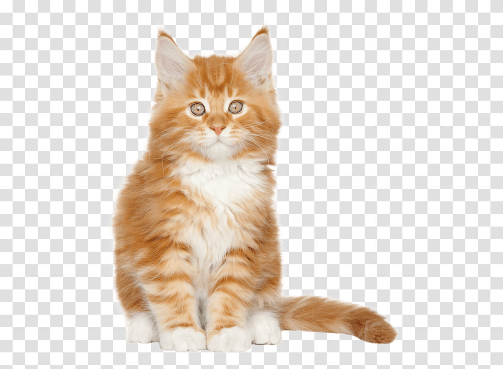 A Cat Sitting Down Maine Coon, Pet, Mammal, Animal, Manx Transparent Png