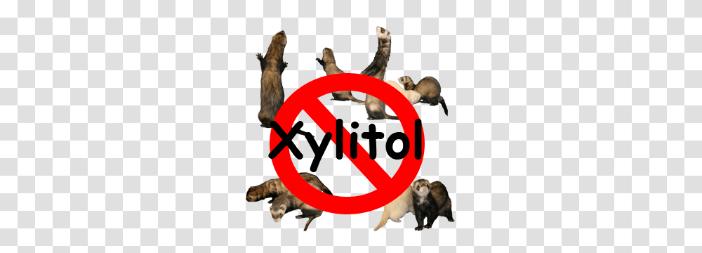 A Caution About Xylitol Hide E Hole Ferret Rescue Inc, Mammal, Animal, Wildlife, Dog Transparent Png