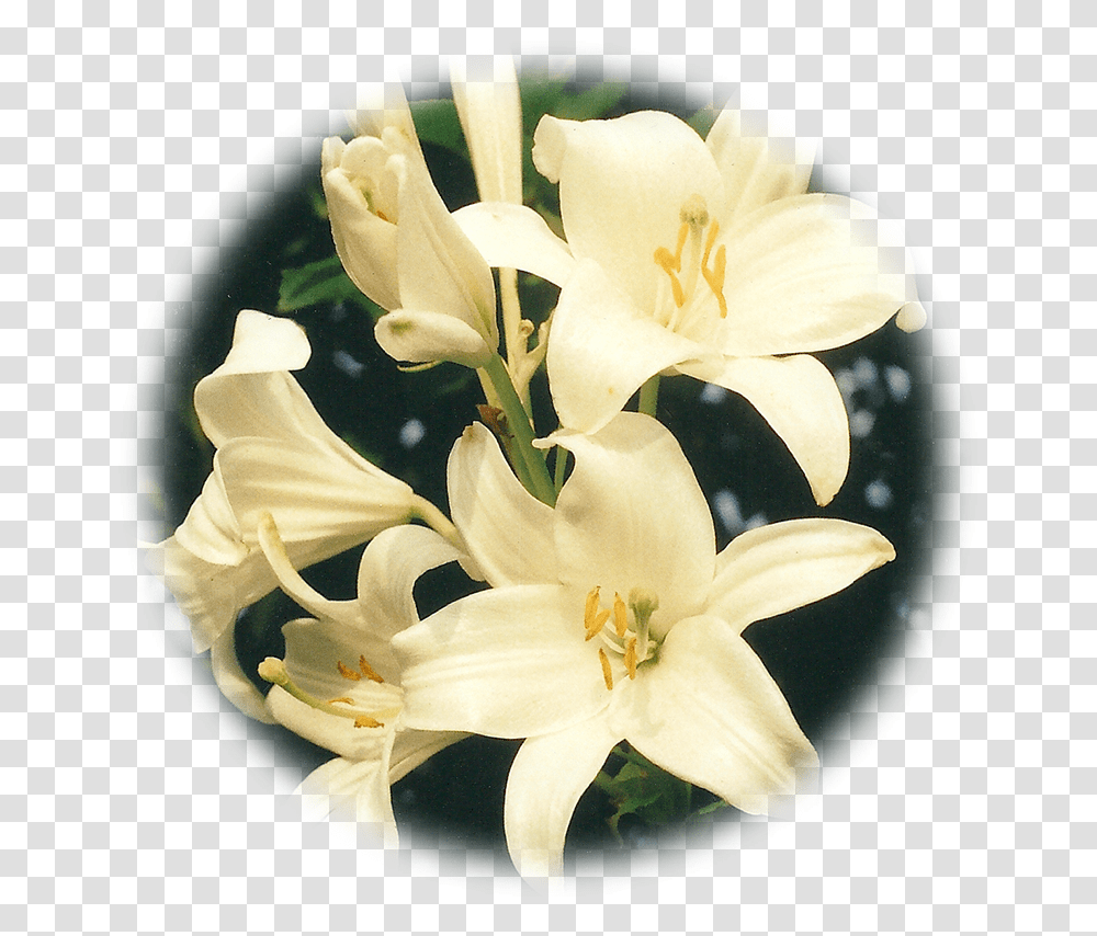 A Circle Of Lilies For Cycles Life Lily, Plant, Flower, Blossom, Rose Transparent Png