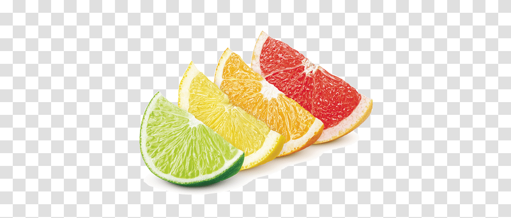 A Citrus History Lime Lemon Orange Grapefruit 503x367 Lemon Lime Orange Grapefruit, Citrus Fruit, Plant, Food, Produce Transparent Png