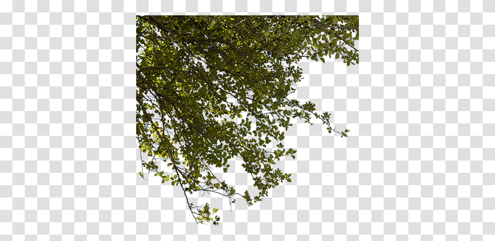 A Closeup Cutout Photo Of Green Tree Branches, Plant, Leaf, Vegetation, Nature Transparent Png