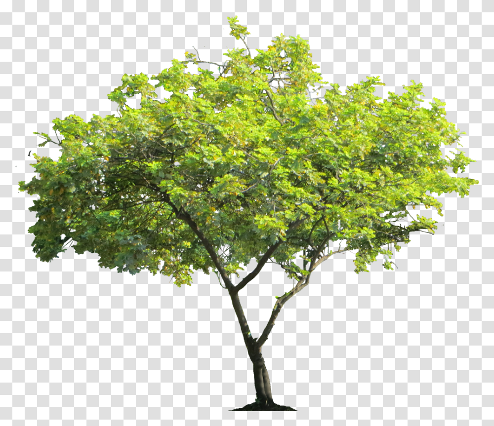 A Collection Of Tropical Background Tree, Plant, Maple, Bonsai, Potted Plant Transparent Png