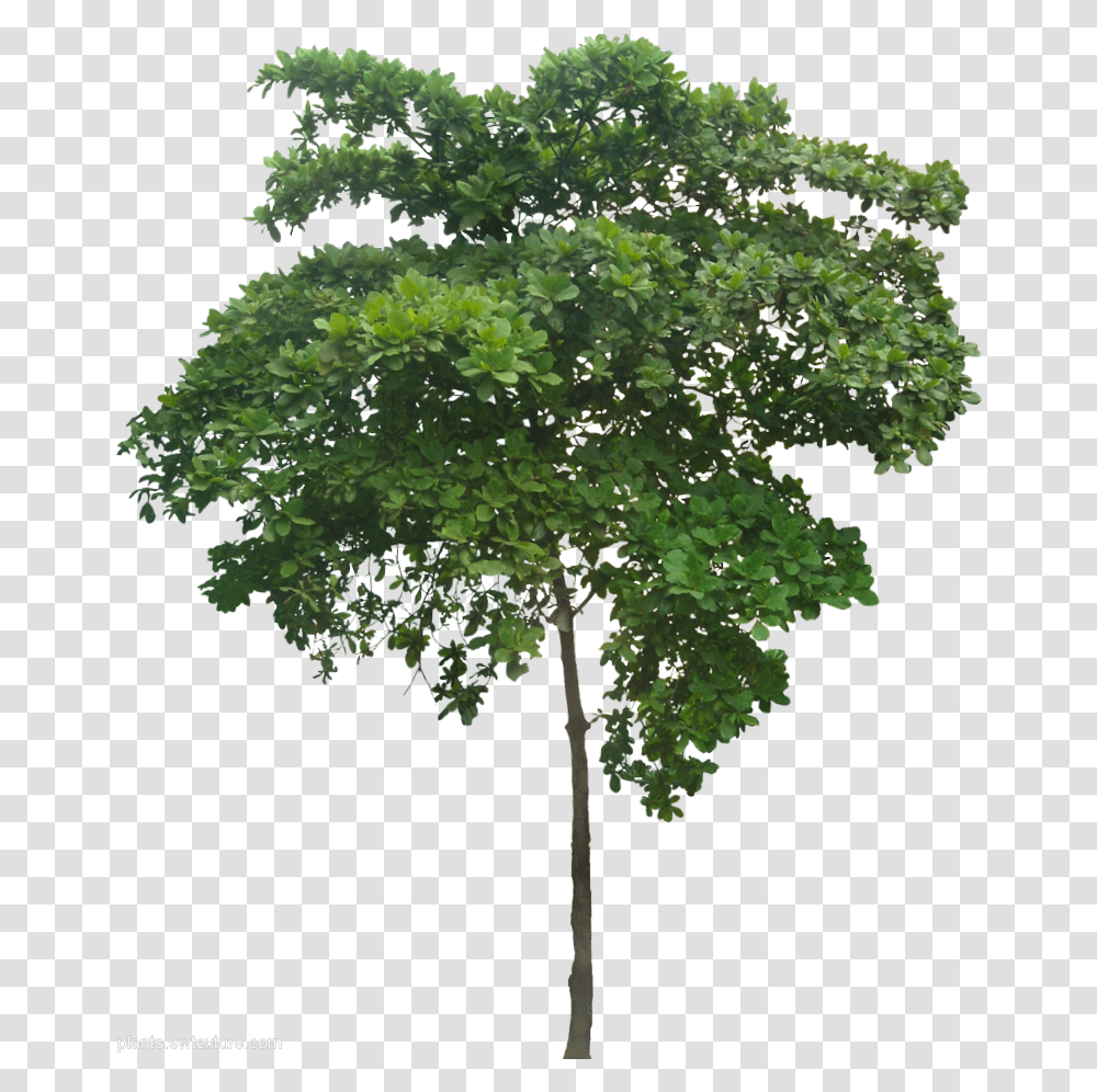 A Collection Of Tropical Plant Images With Small Planter Trees, Oak, Maple, Sycamore, Leaf Transparent Png