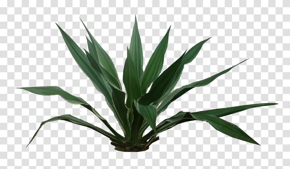 A Collection Of Tropical, Plant, Leaf, Tree, Flower Transparent Png