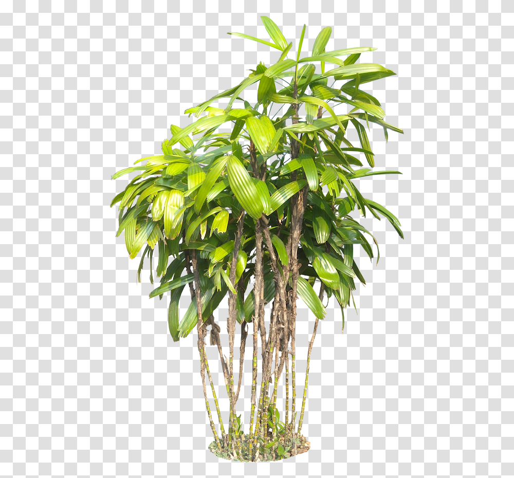 A Collection Of Tropical Plants For Photoshop, Leaf, Tree, Potted Plant, Vase Transparent Png