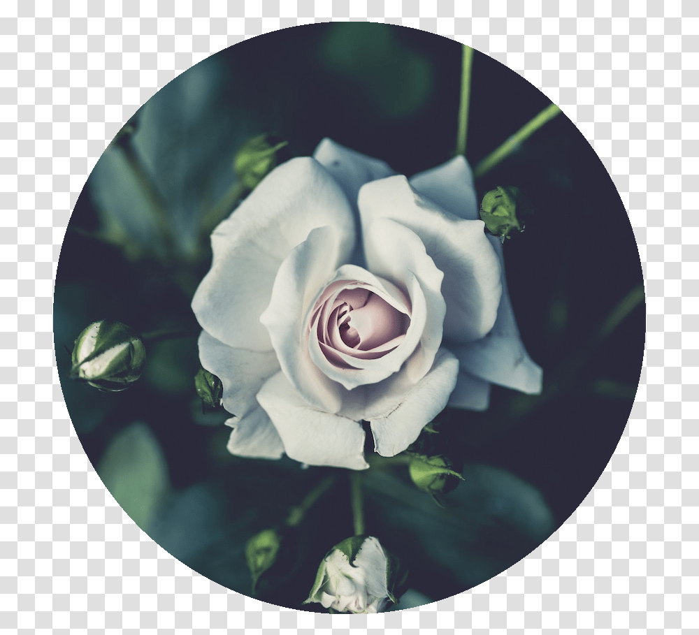 A Command Line For Rounding The Images White Rose Wallpaper Laptop, Flower, Plant, Blossom, X-Ray Transparent Png