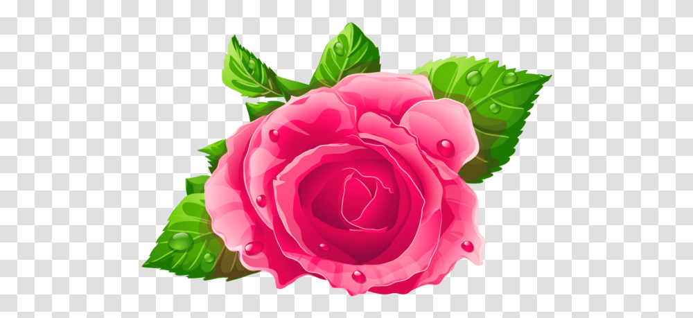 A Comprehensive Overview Floribunda, Rose, Flower, Plant, Blossom Transparent Png