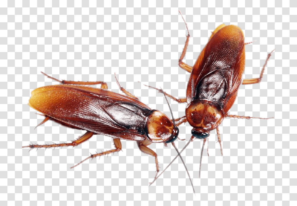 A Couple Of Cockroaches Cafard, Insect, Invertebrate, Animal, Firefly Transparent Png