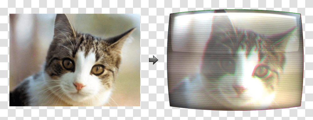 A Crt Cat Robot Cat Pet, Mammal, Animal, Abyssinian, Kitten Transparent Png