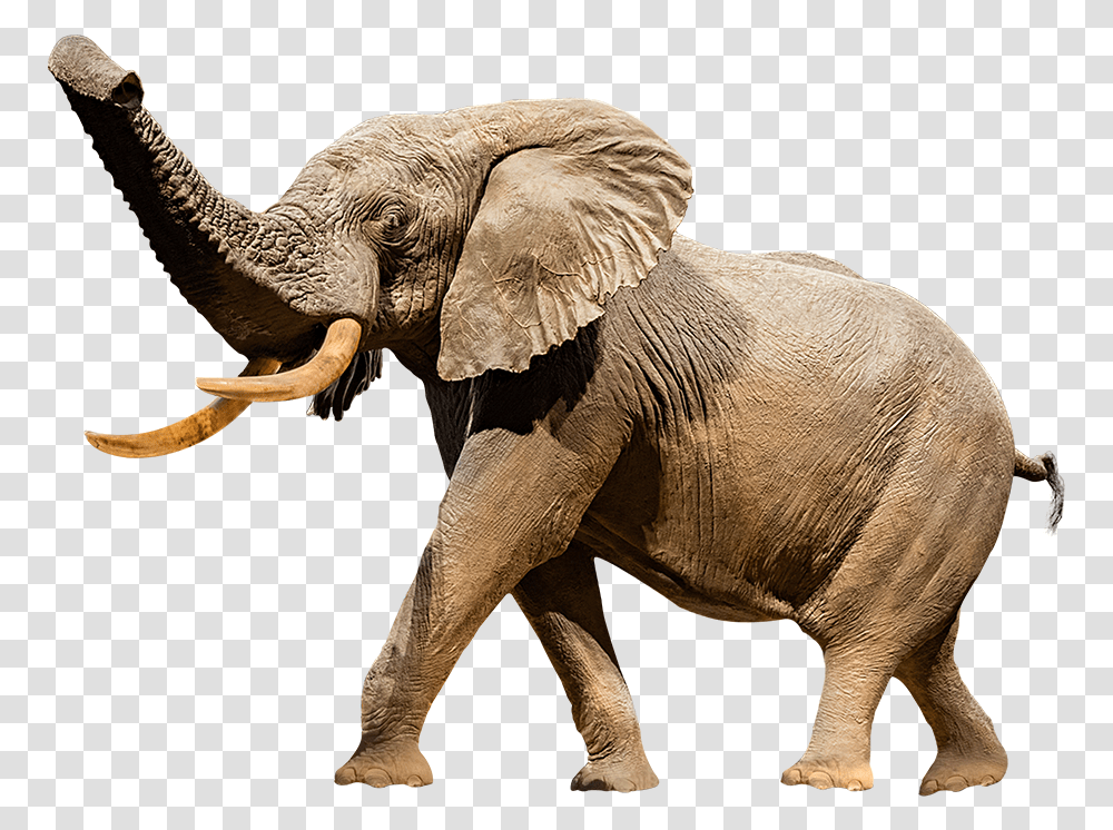 A Cutout Image Of Henry The Taxidermy Elephant National Museum Of Natural History, Wildlife, Mammal, Animal, Ivory Transparent Png
