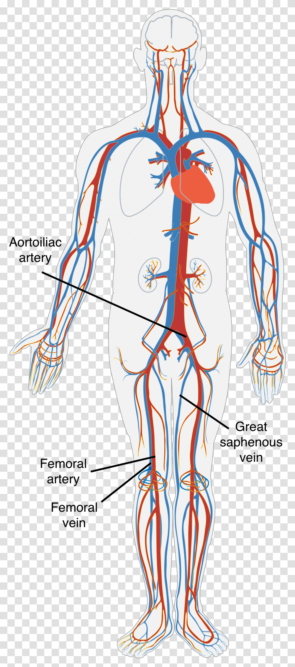 A Diagram Of The Human Circulatory System Blood Flow And Gas Exchange, Veins, Person, Plot Transparent Png
