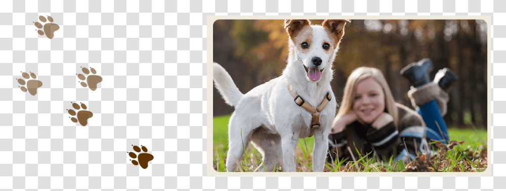 A Dog Enjoying Our Dog And Cat Boarding Services In Dog, Strap, Pet, Canine, Animal Transparent Png