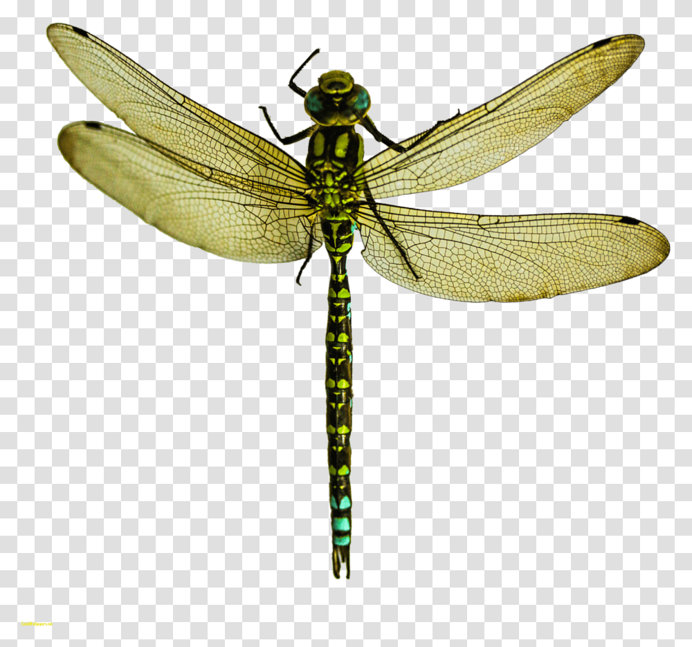 A Dragonfly Wing Pterygota What Is An Dragonfly, Insect, Invertebrate, Animal, Anisoptera Transparent Png