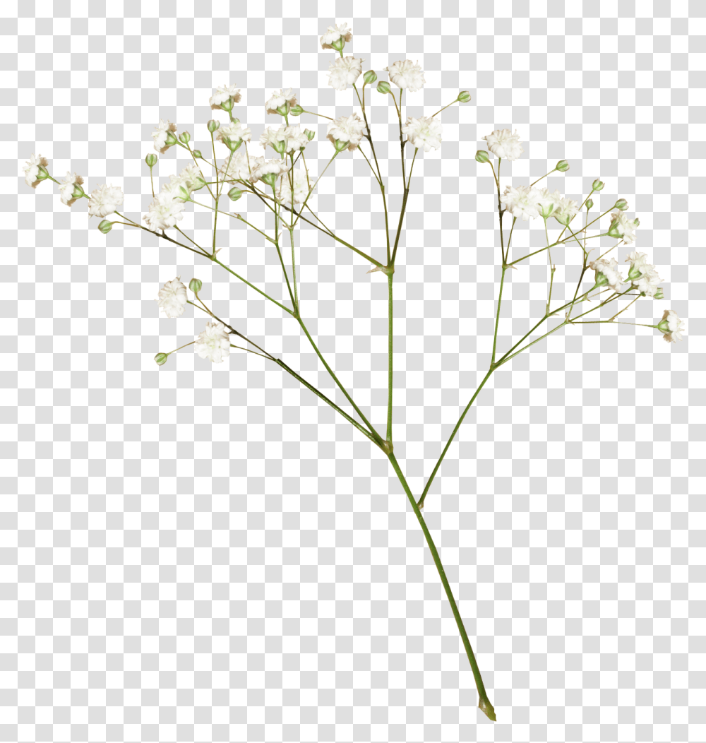 A E L Dried Flowers Full Size White Flower Aesthetic, Plant, Blossom, Petal, Apiaceae Transparent Png