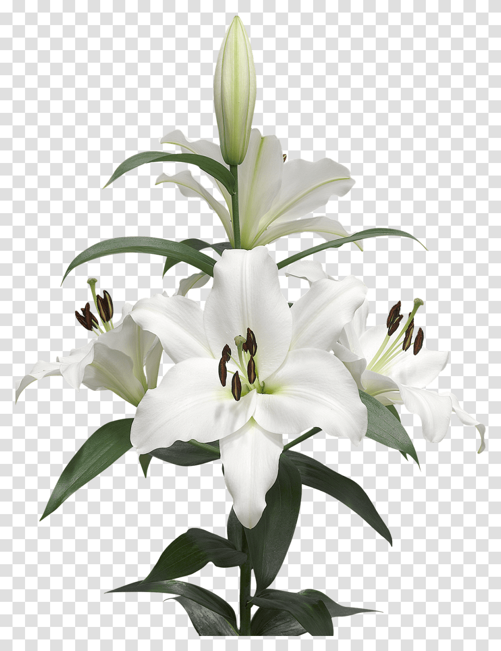 A Few Lilies Lily Buld Drawing, Plant, Flower, Blossom, Pollen Transparent Png