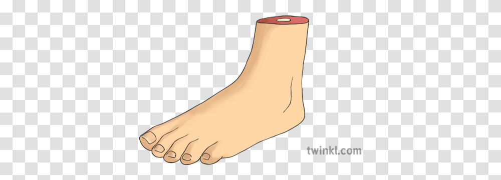 A Foot Illustration For Women, Ankle, Clothing, Apparel, Cylinder Transparent Png