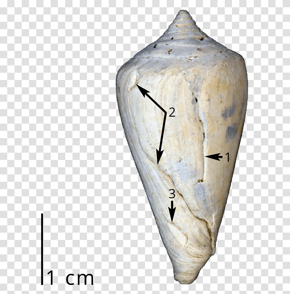 A Fossil Cone Snail Shell Showing Three Different Sets Leafhopper, Soil, Ivory, Rock, Archaeology Transparent Png