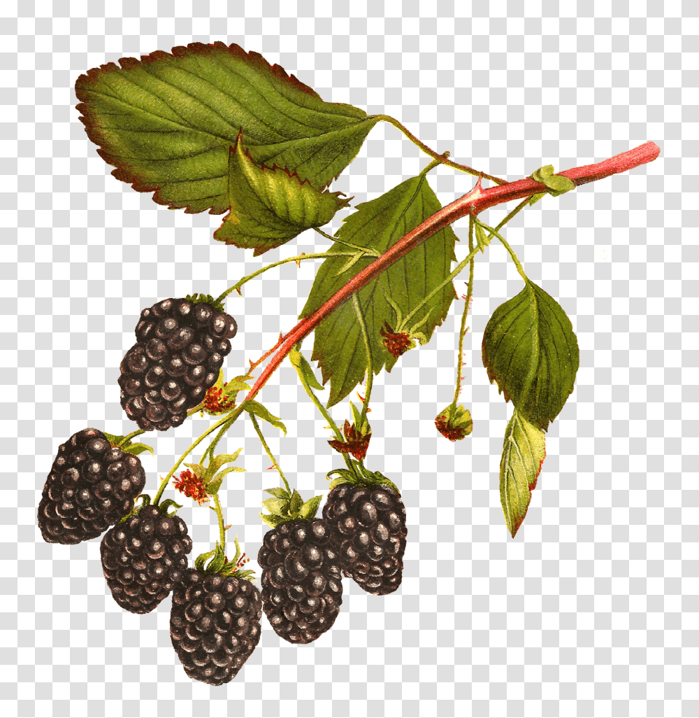 A Free Image Blog Offering Royalty Free Printable Clip Art, Plant, Leaf, Fruit, Food Transparent Png