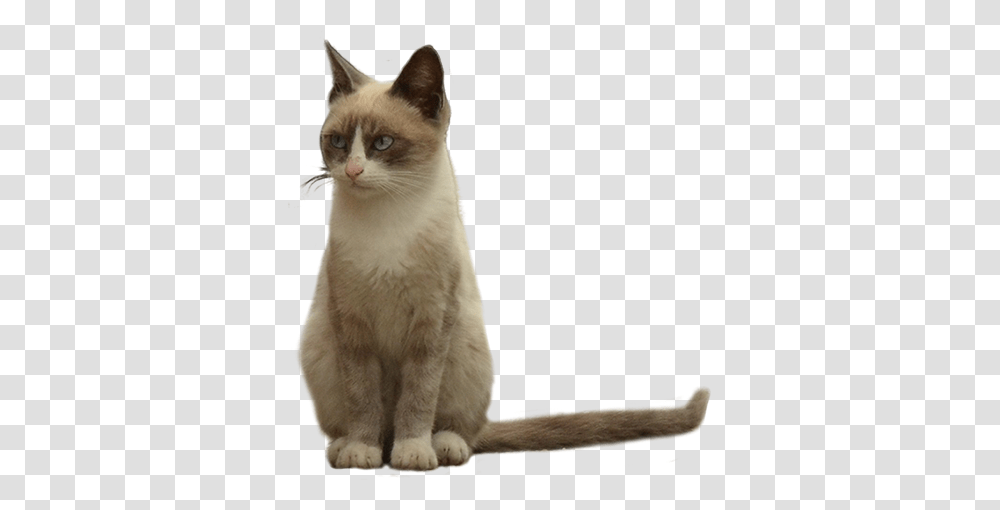 A Fuzzy Light Brown Young Cat With A Very Expressive Face I Think, Pet, Mammal, Animal, Siamese Transparent Png