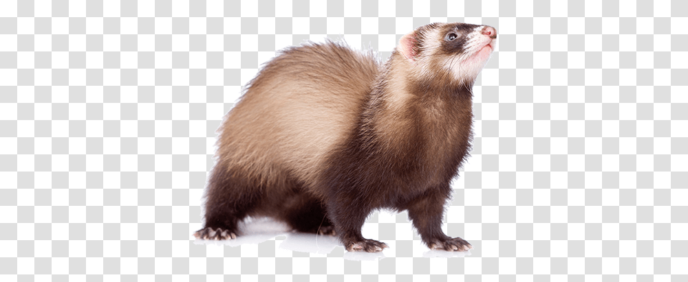 A Go Mink, Animal, Mammal, Ferret, Rat Transparent Png