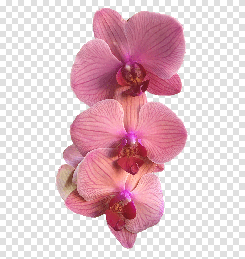 A Group Of Three Pink Orchids Pink Orchid, Plant, Flower, Blossom, Geranium Transparent Png
