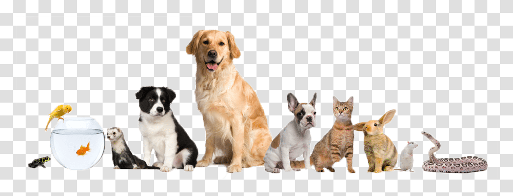 A Group Of Various Pets Pet Care Service, Dog, Canine, Animal, Mammal Transparent Png