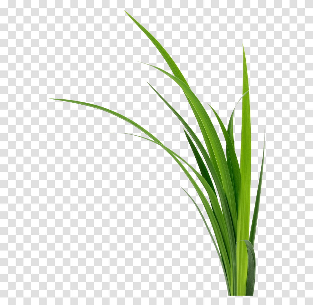 A Grouping Of Plants Sweet Grass, Iris, Flower, Blossom, Amaryllidaceae Transparent Png