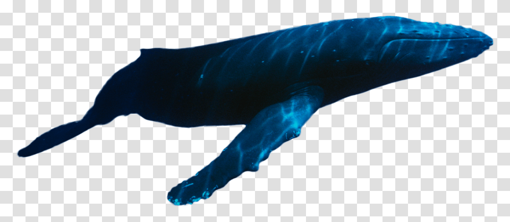 A Guide To Swimming With Whale Sharks In Mexico Whale Swimming, Sea Life, Animal, Manta Ray, Fish Transparent Png
