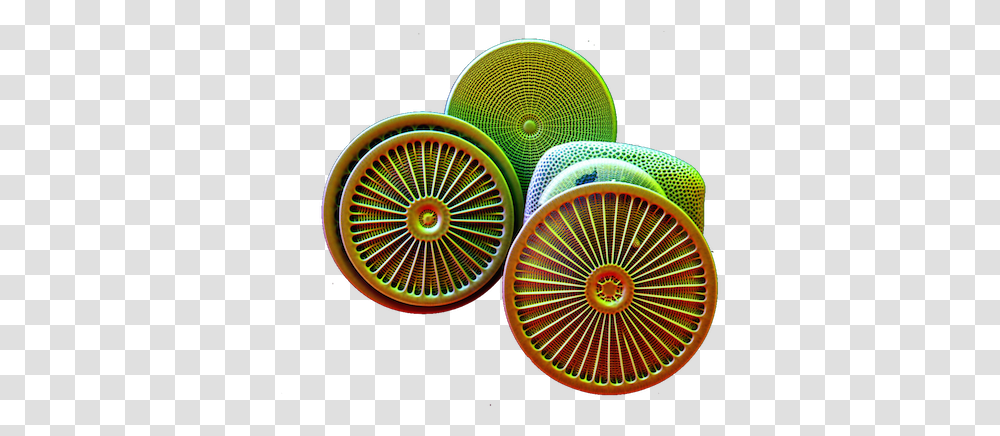 A Healthy Dose Of Plankton Humility Diatom, Spoke, Machine, Wheel, Tire Transparent Png